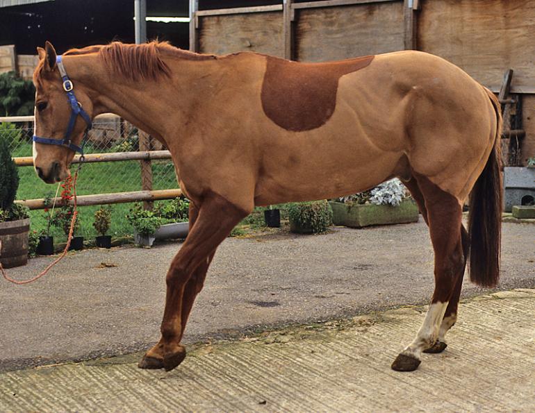 Laminitis horse disease, lamintis ndocrine system, prolonged subclinical phase, lamellae, University of Liverpool laminitis study