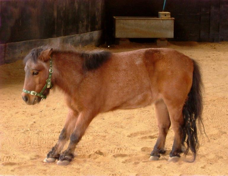 overcoming laminitis, is there medication for laminitis? oral sugar test for horses (OST)