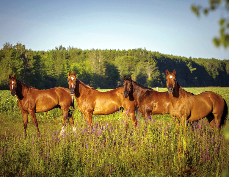 cqha membership, canadian quarter horse association, sing up for cqha, subscribe to canadian horse journal