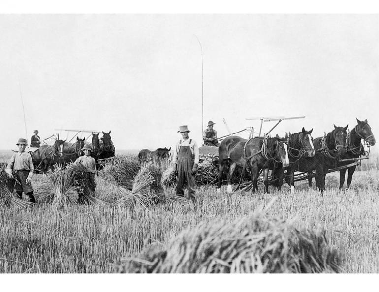 Soul of Canada, draft horses, history draft horse, four-wheeled pull-grader, Mechanical Workhorses, Horse breeding programs, history Clydesdale horse, horse logging history, Canadian horse history, Belgian horse, history percheron horse