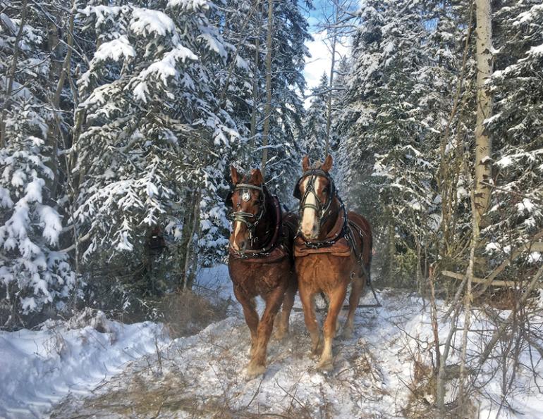 log horses harvesting timber, horses who have jobs, draft horse jobs, margaret evans, logging with horses, triple d draft horses