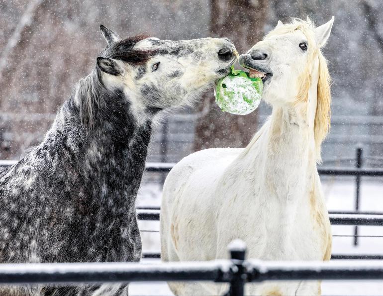 horse enrichment, equine enrichment ideas, horse quality of life, enrichment for boarded horses, horse welfare, equine well-being, horse management tips, horse turnout enrichment, horse mental stimulation, equine behavior enrichment, horse care, enrichment for horses at boarding barns, natural horse keeping, movement for horses, horse environmental enrichment