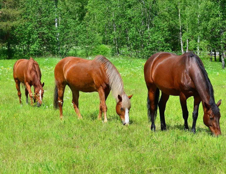 AAEP parasite control guidelines, equine parasites, fecal egg count, targeted deworming, anthelmintic resistance, horse deworming practices, equine health management, parasite control horses