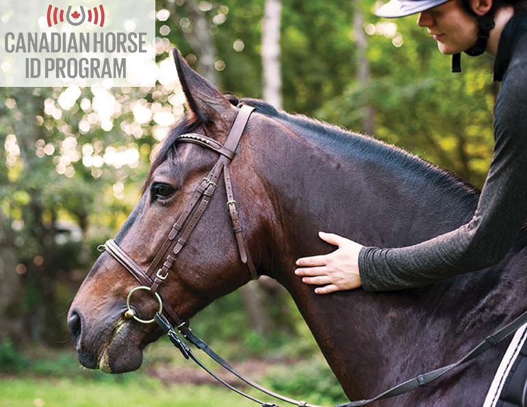 Canadian Horse Identification Program, CHIP equine identification, horse microchipping Canada, equine traceability, horse identification program, equine welfare Canada, microchip horses, Equestrian Canada