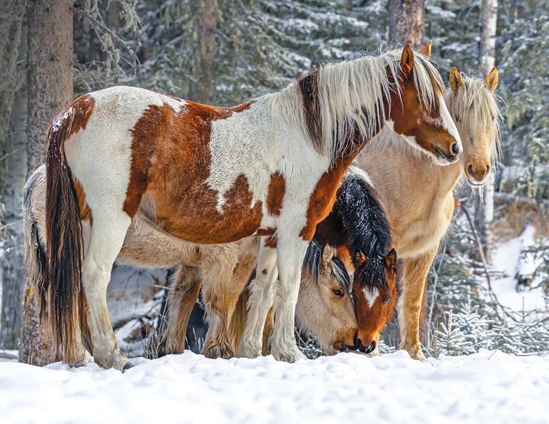 alberta's wild horses, wild horses alberta cull, horses in alberta, feral horse management framework, alberta wildies society, haws, the wildie west podcast, wild horses of alberta whoas, alberta mountain horse