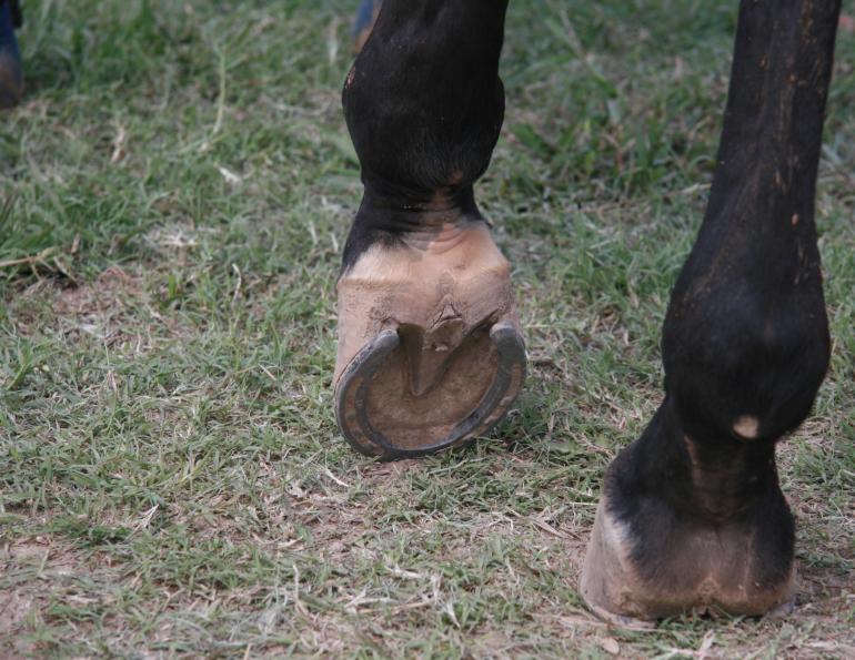 Equine Tetanus