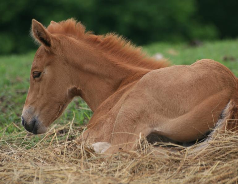 foal pneumonia, rhodococcus equi, harbour r equi, kentucky equine research, equine pneumonia, diseases foals young horses, kentucky equine research