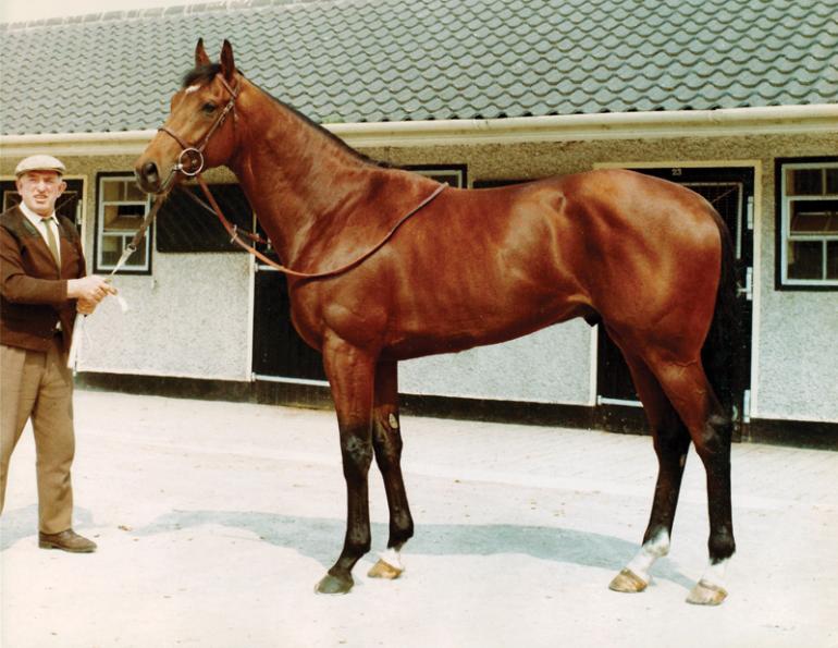 Nijinsky horse, Remarkable Horses, Northern Dancer, Flaming Page, Nijinsky II, Charles W. Engelhard, amazing horses