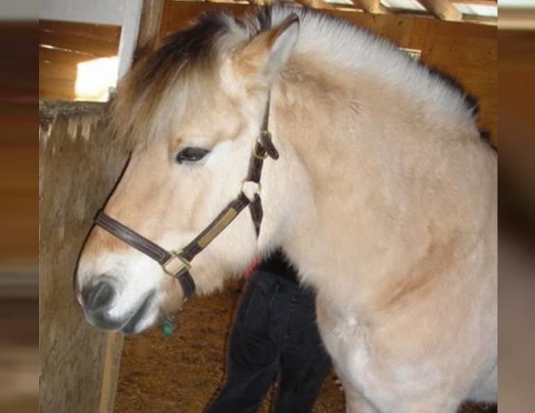2012 canadian horse journal readers choice awards, therapeutic riding, horse therapy, north fraser therapeutic riding association