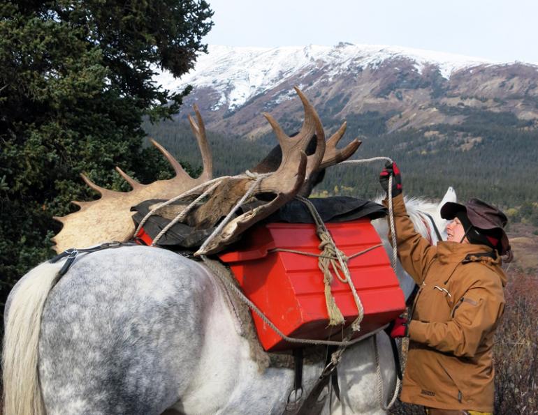 Pack horses, pack mules, tania millen, horse jobs pack mule