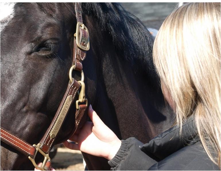 horse vital signs, equine vital signs, horse vitals, equine vitals, horse heart rate, horse pulse, equine heart rate, horse gut sounds, equine gut sounds, equine pulse, horse respiration, equine respiration, horse breathing, equine breathing, horse capillary, equine capillary, horse temperature, equine temperature, canadian horse journal, horsemanship, horse first aid, equine first aid