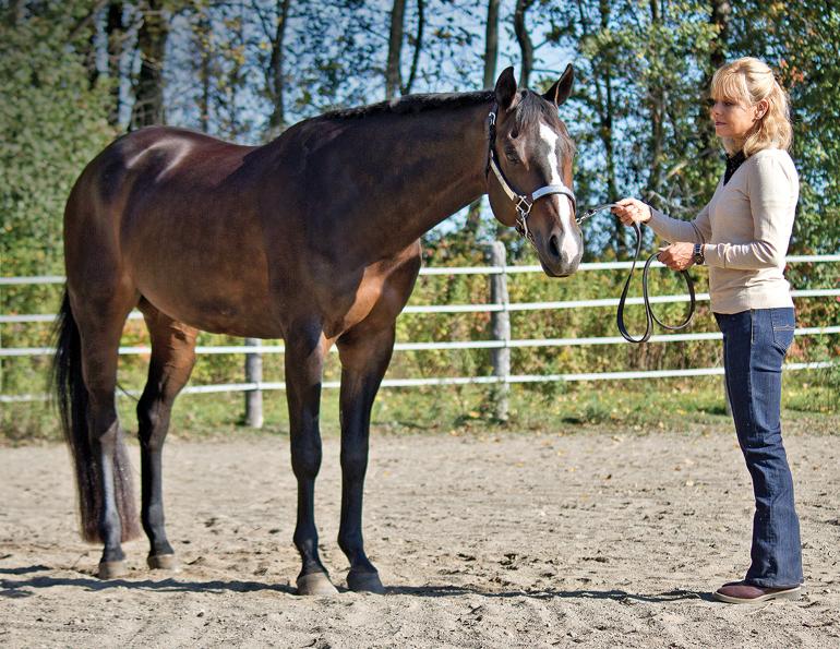 Horse showmanship skills, off-season horse training, best practices for working on horse showmanship skills, horse showmanship fundamentals, practical benefits of horse showmanship, horse showmanship training, how to read your horse's body language, Lindsay Grice