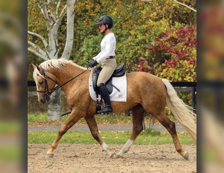 jec ballou, different speeds trot, tempo canter, tempo walk speed horse, training horse transition, zig zag poles horse