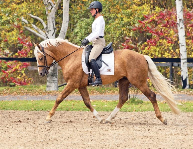 horse pole exercises, stretches for horses, jec a ballou equestrian horse trainer, groundwork for horses, corrected exercises for horses