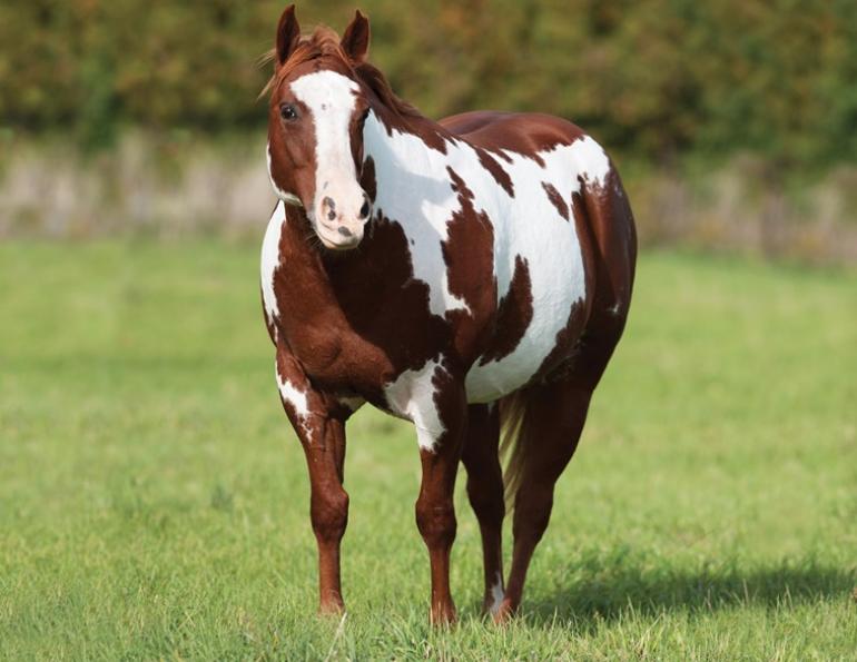 shelagh niblock horse nutrition, horse's diet ppid, equine cushings disease, tying up horse, metabolic conditions horse, pssm type 1 and 2 horses