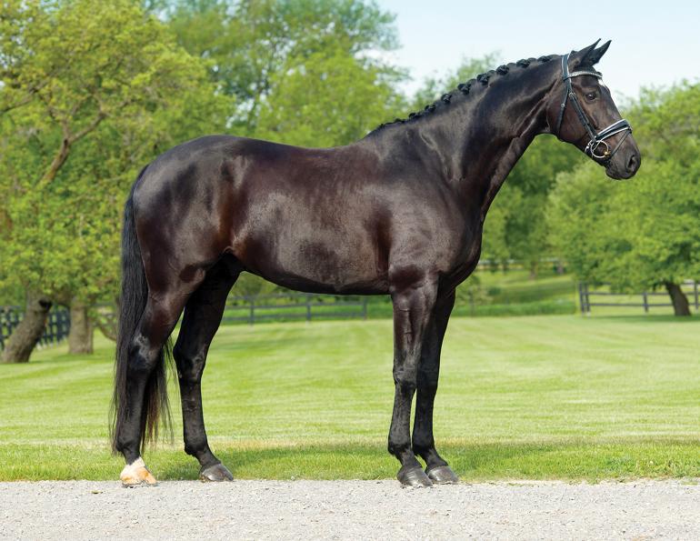 Things to consider when buying a horse, Things to consider when selling a horse, horse buying considerations, horse selling considerations, ways to improve your horse sale, What horse buyers look for, horse sale ad checklist, what should I include in my horse sale ad?, importance of pre-purchase exams when selling horses