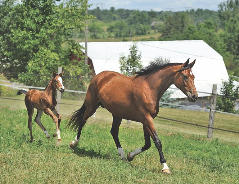 Southern Africa’s Stud Health Scheme, what affects foaling success, equine endometrium, does horse age affect foaling success