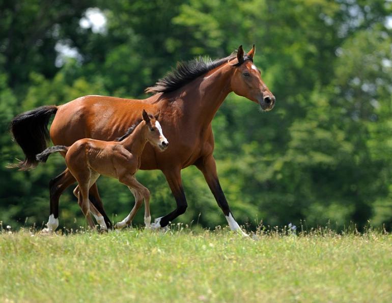 Breeding Your Mare, equine bloodlines breeding, horse breeding for temperament, lindsay rogers, cycling mare, palpating mare, fertilizing mare, equine artificial insemenation, horse insemenation