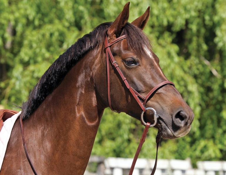 horse bits, contact with horse, dull mouth horse, bit evasion, how to get a light mouthed horse, lindsay grice