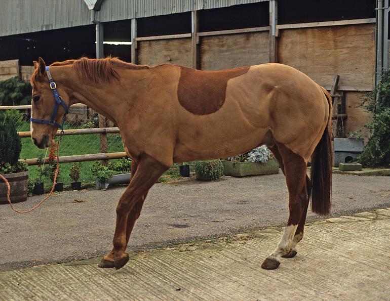 Laminitis is a serious hoof condition, but advances in treatment offer hope. Learn causes, risks, and why early care improves outcomes for horses.