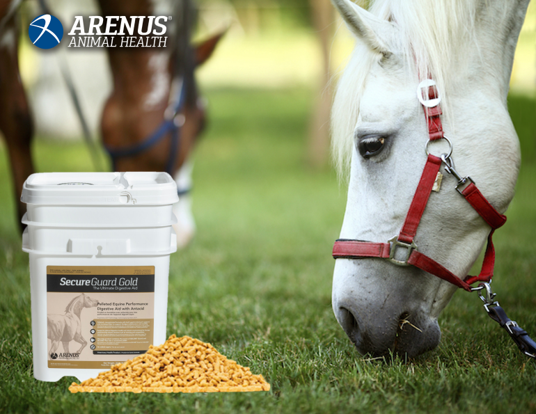 secure guard gold, arenus, horse digestion, help for equine digestion, healthy gut horses, diarrhea horse, colic horse