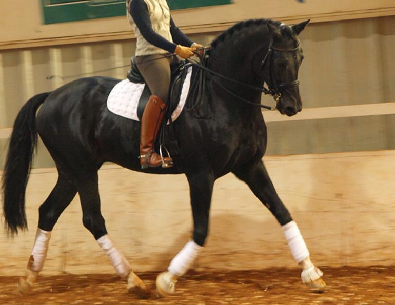 Half Halt for Rhythm & Balance, Rhythm horses, equine rider position, Half Halt at Trot horses, increasing impulsion in trot, riding horse forward into lengthened trot, riding horse forward into medium trot, riding horse forward into extended trot, mastering half tro