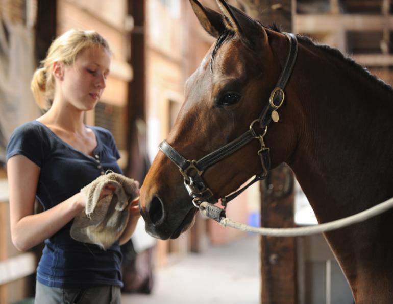 Regular horse care, every-day horse care, regular equine care, signs of equine lameness, horse hooves, horse legs, equine legs, horse tail, horse body condition, horse care, daily horse care