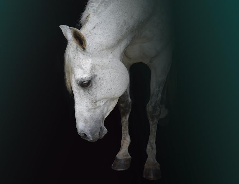 equine mental health, depression in horses, horse behaviour, horse welfare, equine welfare, horse psychology, equine psychology, horse stress, horse management, turnout, pasture, herd behaviour, Warmblood, horse training, emotional well-being, Canadian horse industry, horse care, equine behaviour, horse socialization, horse enrichment, welfare science, Abby Stilwell