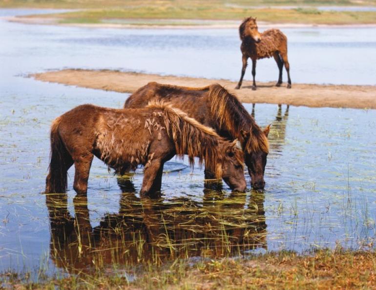 Sable Island Horses Drug-Resistant Bacteria wcvm research horse dr joe rubin,