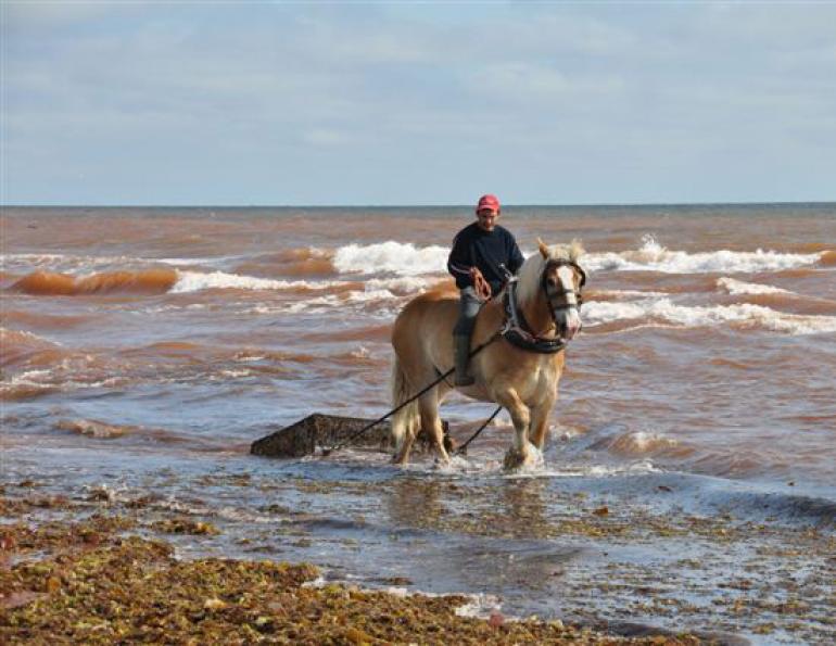 Draft horses, horses harvesting ocean, horse jobs, horses harvested sea plants, North Atlantic Organics