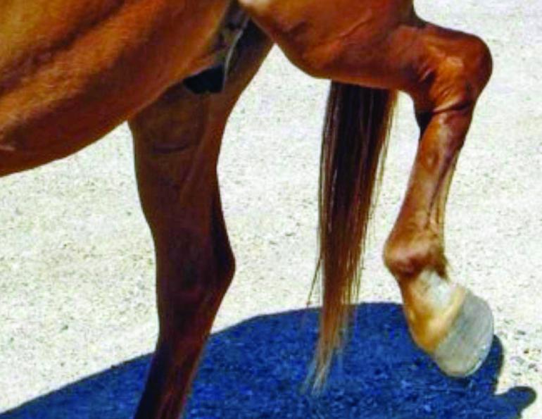 equine neurologic disease, horse pre-purchase exam, neurological examination horses, how to buy a horse, horse with shivers