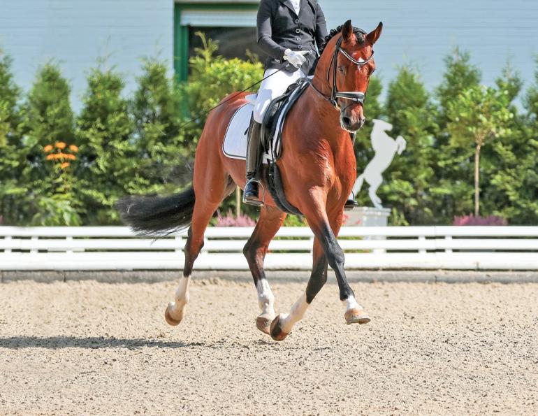 proper riding arena footing, ideal riding arena surfaces, White Paper Equestrian Surfaces, equestrian surfaces, riding arena irrigation systems, riding arena crystalline silica dust