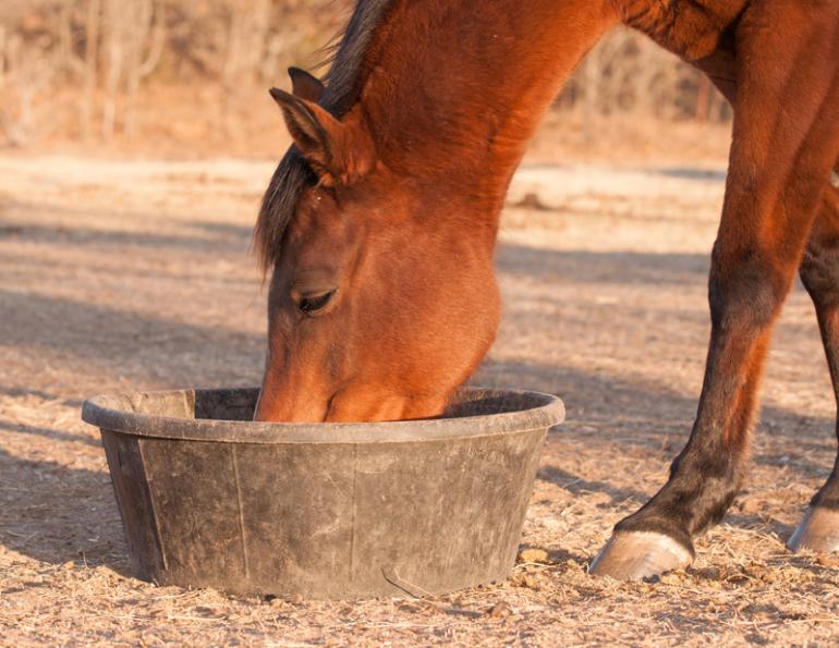 Beet pulp, horse feed, horse nutrition, Dr. Wendy Pearson, Herbs for Horses, Ontario Veterinary College