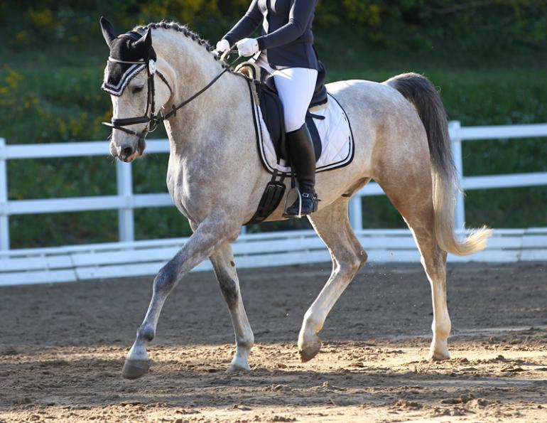 Jochen Schleese, Equine Ergonomist, buying a horse saddle, fitting a horse saddle to your horse, gender correct horse saddle, horse empathy