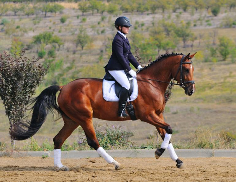 karen pavicic training riding forward dressage impulsion, power dressage fei trainer dressage engage hind