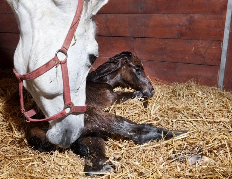 Early Pregnancy Loss in Horses, Equine miscarriage, Royal Veterinary College (RVC) chromosomal defect horse miscarriages, why did my horse miscarriage