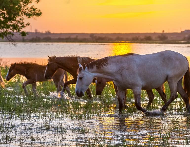 flooding bc horses, livestock in bc during floods, help for horses in bc, horse council bc disaster response