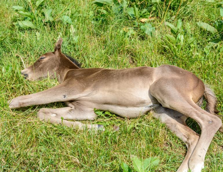 equine diseases, diseases in horses, genetic varient thoroughbred foals, efih in foals, diseases affecting foals, plos genetics, uc davic center for equine health