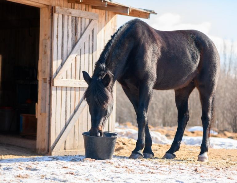 prevent colic horse, equine colic in winter, is horse getting enough water, national code of practice equines, equine guelph colic risk rater
