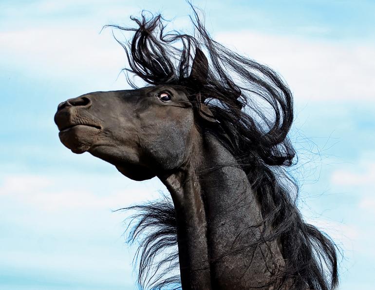 desensitizing horse, my horse is spooky, whole horse podcast, alexa linton, horse scared, how to disensitize horse, trauma horse, horse signals, freedom based horse training, emotional horsemanship, lockie phillips