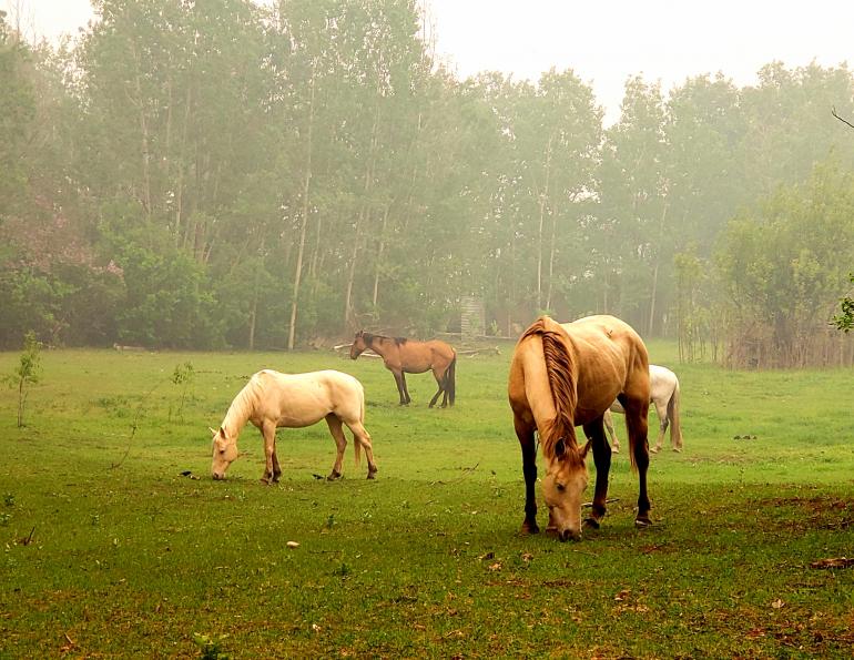 equine asthma, pollution horses, equine guelph studies asthma, horse airway problems