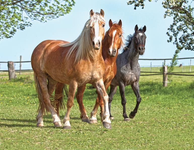 assessing you horse’s body weight without a scale, horse Body Condition Scoring Henneke Scale, how to use horse weight tape