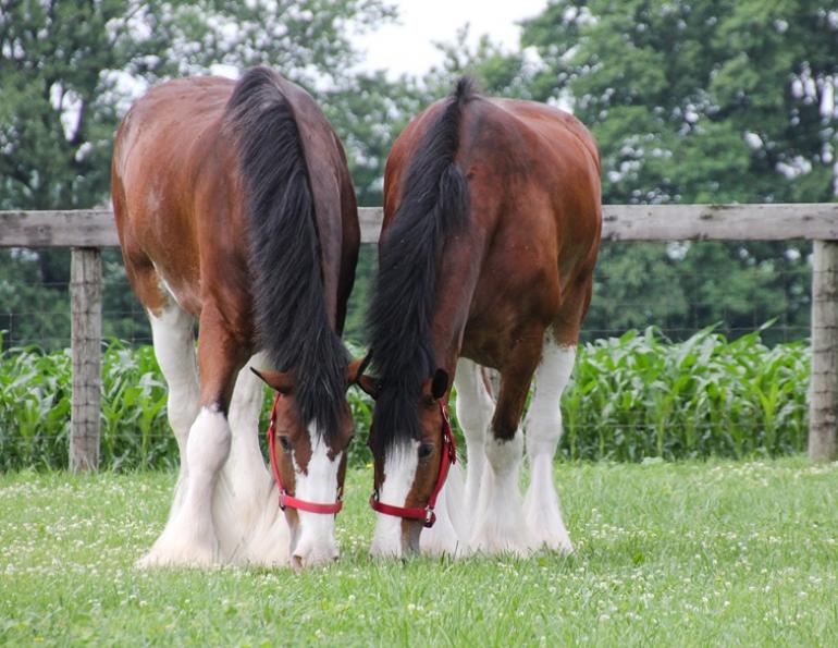 sustainable horse property Canada, eco-friendly horse farm, pasture management Canada, horse property drainage, manure management horses, reduce ecological hoofprint, horse farm environmental impact, equine land stewardship, pasture runoff prevention, horse property planning Canada