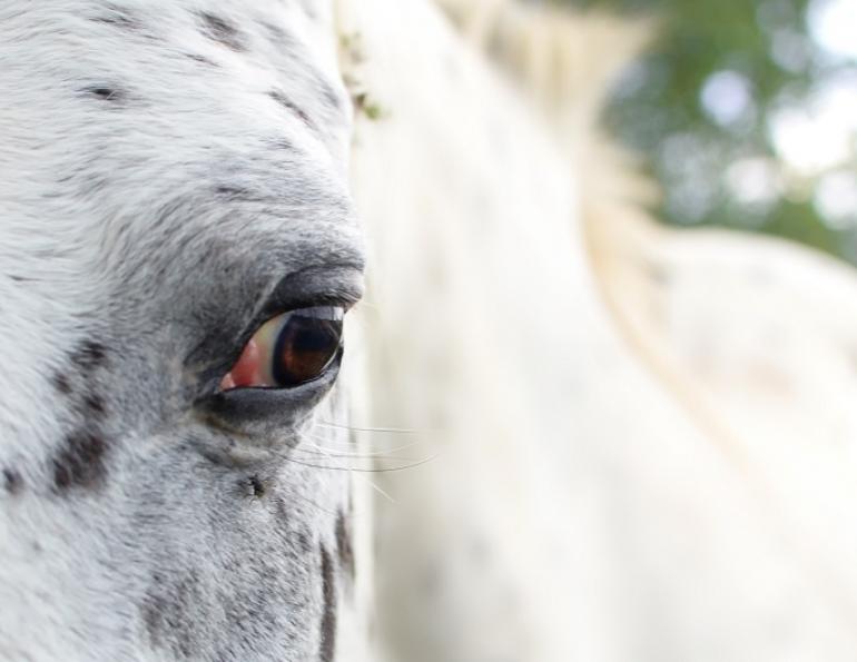 What is Equine Recurrent Uveitis (eru), UC Davis Center for Equine Health, moon blindness HORSES, IS MY HORSE BLIND? types of horses that go blind, insidious uveitis