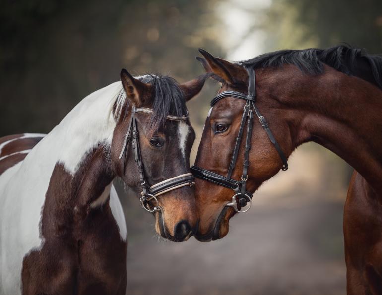 ehv-1 research, ontario veterinary college research, horse infection control, virus isolation horses, equine guelph
