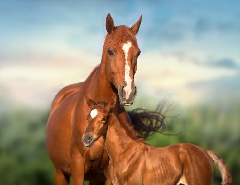 equine endometriosis, horse endometriosis, jcs veterinary reproductive services, juan samper
