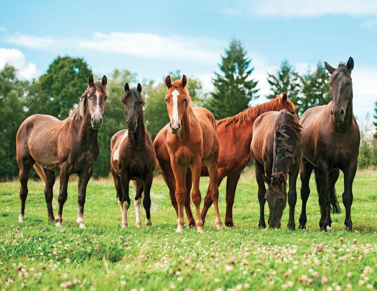 equine industry symposium 2021, covid-19 canada's horse industry, university of guelph symposium, canada's horse industry