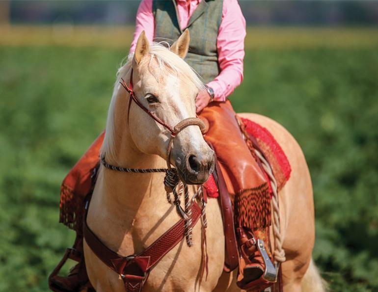 alexa linton, how does a horse learn, josh nichol, hannah weston connection training, heather nelson liberty, equusoma, elsa sinclair