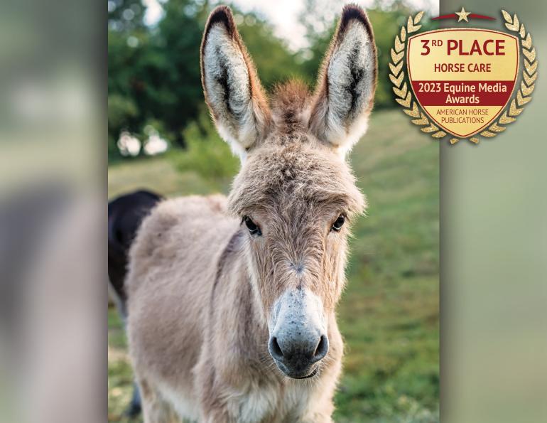 what should i feed a donkey, my donkey is underweight, donkey is fat, obese donkey, nutrition for donkey, supplements for donkeys, how much water donkey, types of diseases donkeys