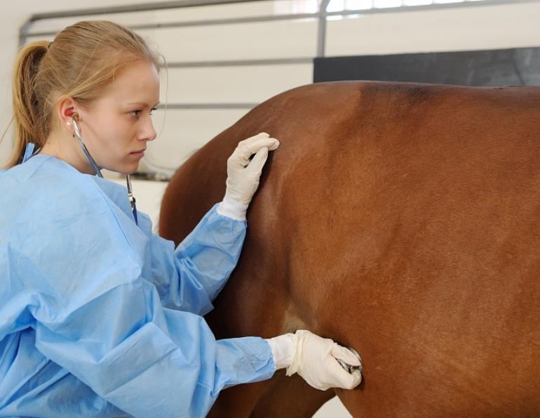 horse colic, equine colic, colic surgery, western college of veterinary medicine, wcvm